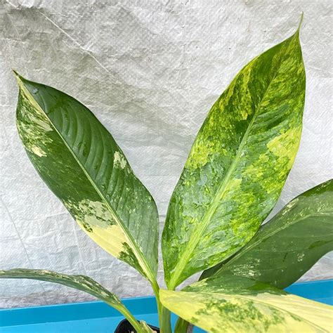 美國萬年青|花葉萬年青 Dieffenbachia seguine｜家居植